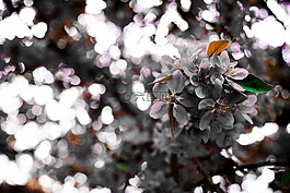 布,沙龍 frühling,schwarzweiss 膠片 der blüte