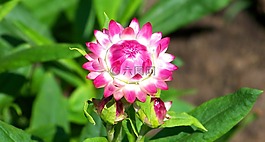花,粉紅色,盛開