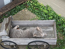 貓,灰色,車(chē)皮