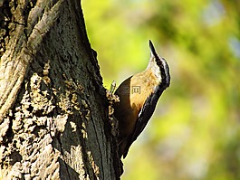鳥(niǎo),樹(shù),性質(zhì)