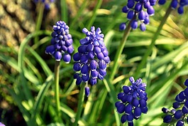 葡萄風信子,鮮花,藍色