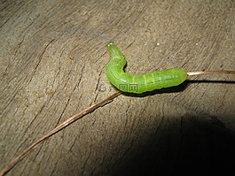 毛蟲,昆蟲,甲蟲，昆蟲