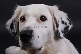 狗,白,甜