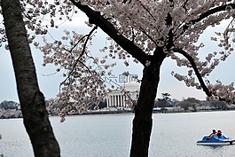 杰斐遜,紀(jì)念館,開花