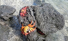 螃蟹,海洋,水