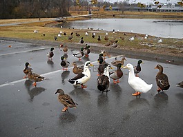 鴨子,公園,池