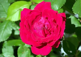 玫瑰,盛開,花的