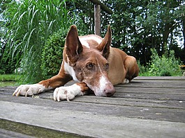 podenco,狗,走兽