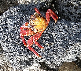 螃蟹,海洋,水