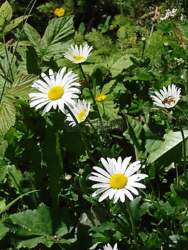雛菊,花,花的