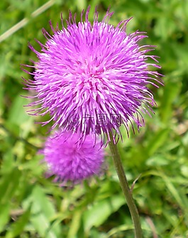 花,開(kāi)花,紫色
