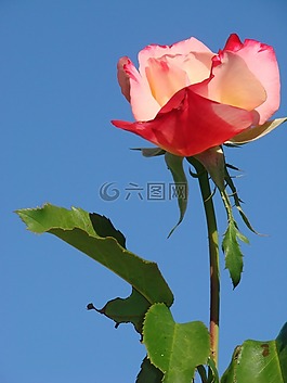 玫瑰,花,粉紅色