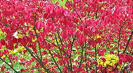 燃燒,布什,紅色