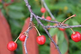 櫻桃,水果,紅色漿果