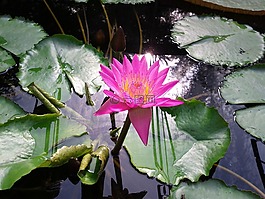 蓮花,性質(zhì),水生植物