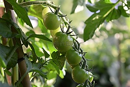 蕃茄,番茄,蔬菜