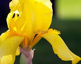 黄色,鸢尾花,花