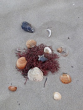 海灘,外殼,海