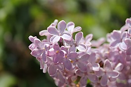茉莉,鮮花,性質(zhì)