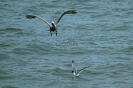 鵜,海鷗,鳥