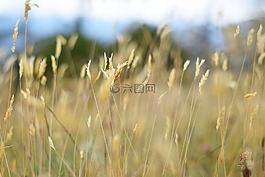 草,性質(zhì),草坪