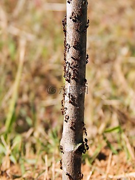 螞蟻,自然,昆蟲(chóng)