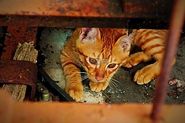 红发,猫,小猫