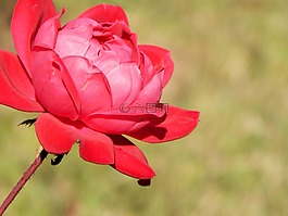 玫瑰,紅色,花
