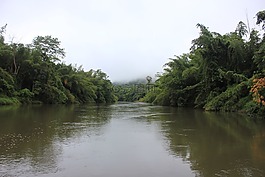 在亚洲河,泰国,丛林