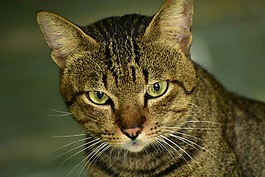 猫,眼睛,晶须
