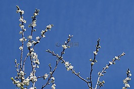 春,鮮花,樹