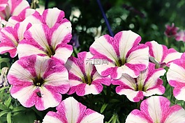 矮牽牛,鮮花,花園矮牽牛