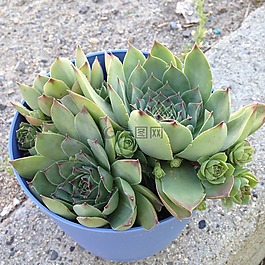 植物,多汁,室內植物