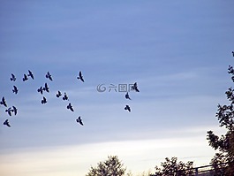 鳥,飛,飛行
