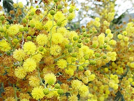 鮮花,黃色,性質(zhì)