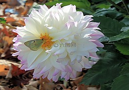 鮮花,自然,季節(jié)
