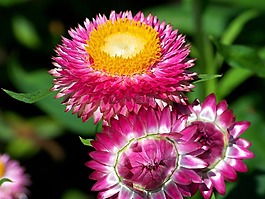花,盛開,花瓣