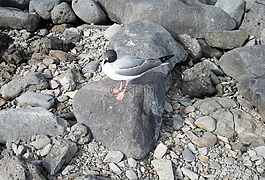 鳥,鷗,海鷗