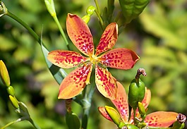 蘭花,紅色,橙色