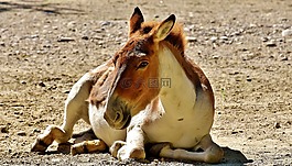 驢,動物,關注