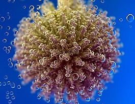 薊,開花,花