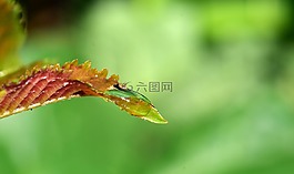 滴,葉子,一滴水