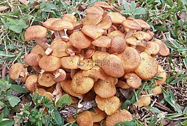 蜜环菌,菌类,真菌