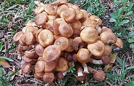 蜜环菌,菌类,真菌