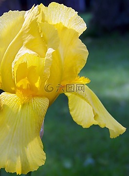 鸢尾花,黄色,鲜花