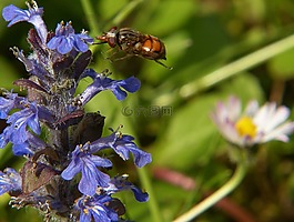 油菜,hoverfly,昆虫