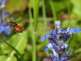 油菜,hoverfly,昆虫