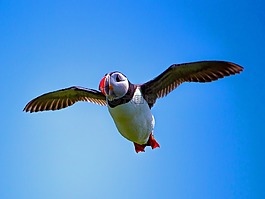 海雀,鳥,海鳥
