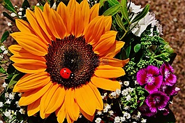 花束,太陽花,夏季
