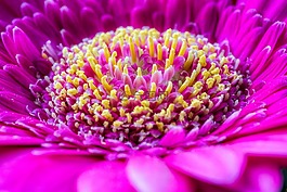 花,開花,性質(zhì)